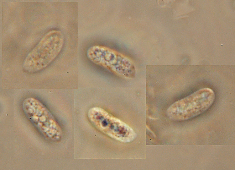 Hyphoderma cremeoalbum? (Hyphoderma cremeoalbum)